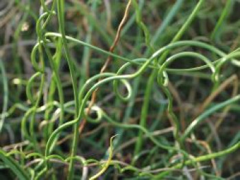 Korkenzieher Binse 'Spiralis', Juncus effusus 'Spiralis', Topfware von Juncus effusus 'Spiralis'