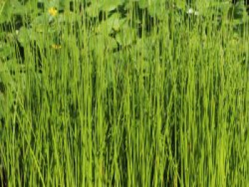 Flatter Binse, Juncus effusus, Topfware von Juncus effusus