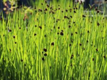 Schwertblättrige Binse / Zwerg-Binse, Juncus ensifolius, Topfware von Juncus ensifolius