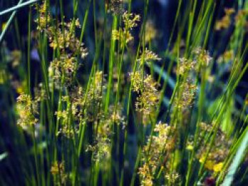 Blaugrüne Binse, Juncus inflexus, Topfware von Juncus inflexus