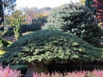 Kriechwacholder 'Green Carpet', 30-40 cm, Juniperus communis 'Green Carpet', Containerware von Juniperus communis 'Green Carpet'