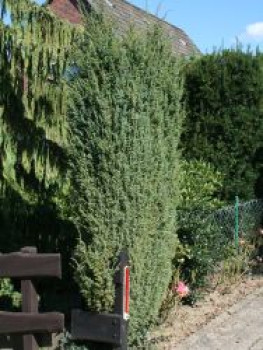Irischer Säulenwacholder 'Hibernica', 40-60 cm, Juniperus communis 'Hibernica', Containerware Irischer Säulenwacholder 'Hibernica', 40-60 cm, Juniperus communis 'Hibernica', Containerware von Juniperus communis 'Hibernica'