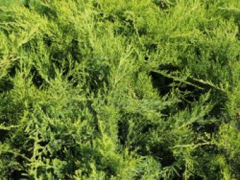 Strauchwacholder 'Mint Julep' / Grüner Strauchwacholder, 10-25 cm, Juniperus media 'Mint Julep', Topfware Strauchwacholder 'Mint Julep' / Grüner Strauchwacholder, 10-25 cm, Juniperus media 'Mint Julep', Topfware von Juniperus media 'Mint Julep'