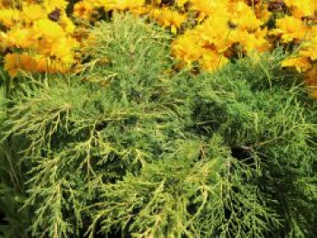 Gelber Wacholder 'Old Gold', 30-40 cm, Juniperus media 'Old Gold', Containerware von Juniperus media 'Old Gold'
