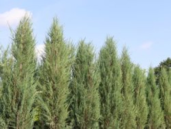 Blauer Zypressen-Wacholder 'Blue Arrow', 150-175 cm, Juniperus scopulorum 'Blue Arrow', Containerware von Juniperus scopulorum 'Blue Arrow'
