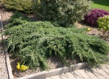 Blauer Kriech-Wacholder 'Blue Carpet', 40-50 cm, Juniperus squamata 'Blue Carpet', Containerware von Juniperus squamata 'Blue Carpet'