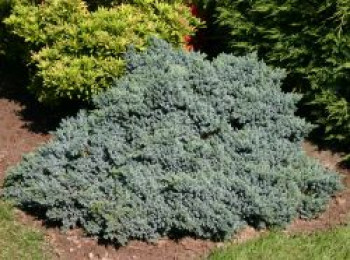 Blauer Zwerg-Wacholder 'Blue Star', 30-40 cm, Juniperus squamata 'Blue Star', Containerware von Juniperus squamata 'Blue Star'