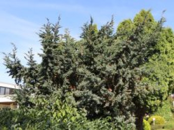 Blauzeder-Wacholder 'Meyeri', 30-40 cm, Juniperus squamata 'Meyeri', Containerware von Juniperus squamata 'Meyeri'