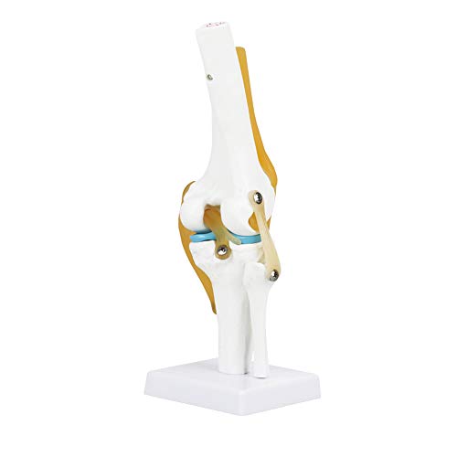 Kniegelenkanatomie Humanmedizinisches Modell, lebhaftes Kniegelenkanatomiemodell, Lebensgröße zum Lernen von Kniegelenk-Hobbyisten für menschliche Knochen von Junluck