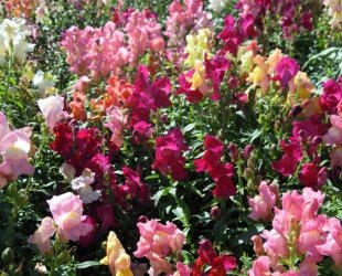 JustSeed Blume Antirrhinum Krone Mischung 1500 Samen von Just Seed