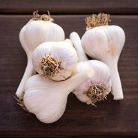 1Kg Bio Roter Tafel Oder Gourmet Knoblauch von JustGarlicBarn