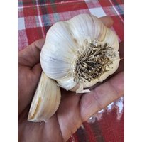 300G Knoblauch Aus Deutschland 300G Knoblauch Aus Deutschland von JustGarlicBarn