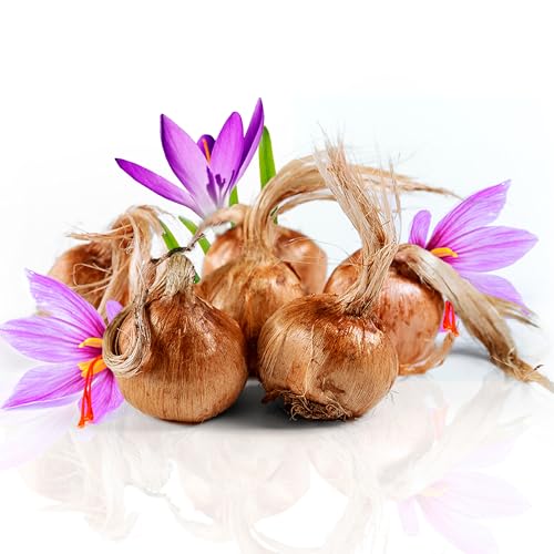 Safranzwiebeln, 500g Blumenzwiebeln für den Außenbereich, zum Anbau von eigenem Safranfäden in Ihrem Innen- und Außengarten, aus Spanien Safranzwiebeln, 500g Blumenzwiebeln für den Außenbereich, zum Anbau von eigenem Safranfäden in Ihrem Innen- und Außengarten, aus Spanien von K KARKOM