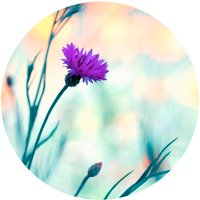 K&L Wall Art Vliestapete »Runde Vliestapete«, Bravin Luminous lila Blume, mehrfarbig, matt - bunt K&L Wall Art Vliestapete »Runde Vliestapete«, Bravin Luminous lila Blume, mehrfarbig, matt - bunt von K&L WALL ART