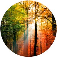 K&L Wall Art Vliestapete »Runde Vliestapete«, Goldener Herbst Natur Wald, mehrfarbig, matt - bunt von K&L WALL ART