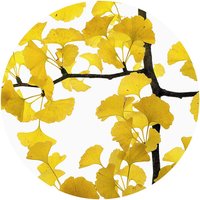 K&L Wall Art Vliestapete »Runde Vliestapete«, Kadam Ginko Baum Gelbe, mehrfarbig, matt - bunt von K&L WALL ART