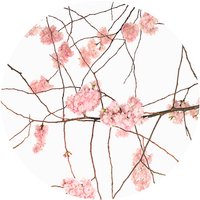 K&L Wall Art Vliestapete »Runde Vliestapete«, Kadam Japanische Kirschblüten, mehrfarbig, matt - bunt von K&L WALL ART