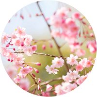 K&L Wall Art Vliestapete »Runde Vliestapete«, Kirschbaum Blüten Rosa, mehrfarbig, matt - bunt von K&L WALL ART