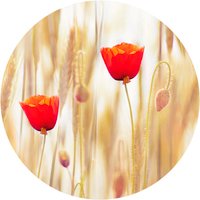 K&L Wall Art Vliestapete »Runde Vliestapete«, MohnBlumen Mohn Blumen, mehrfarbig, matt - bunt von K&L WALL ART