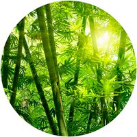 K&L Wall Art Vliestapete »Runde Vliestapete«, grün Bambus Wald Sonnenschein, mehrfarbig, matt - bunt von K&L WALL ART