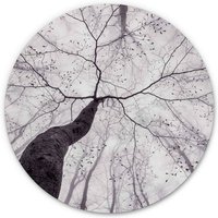 K&l Wall Art - Alu-Dibond-Poster Rund Metalloptik Wandbild Baumkronen Blick Bäume des Lebens Wald Pavlasek ø 45cm - weiß von K&L WALL ART