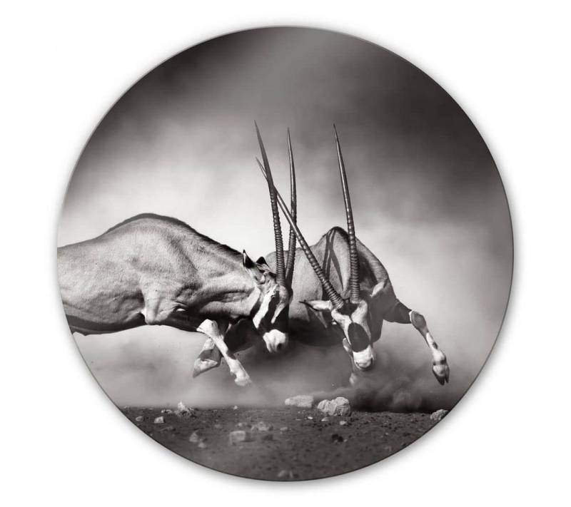 K&L Wall Art Glasbild Glas Wandbild Rund Glasbild Oryx Antilopen Duell Safari Afrika, Wandschutz Deko Bilder von K&L Wall Art