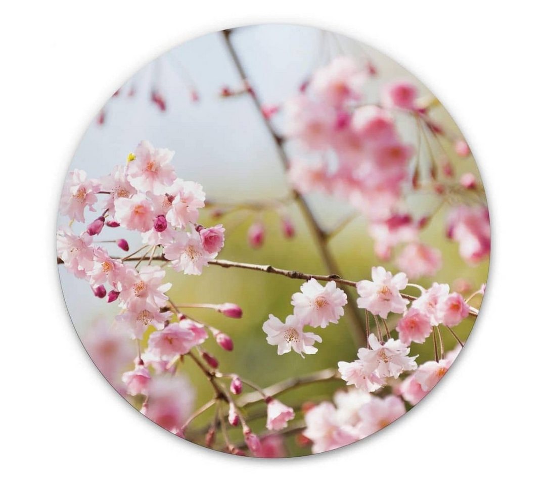 K&L Wall Art Gemälde Metallposter Rund Kirschblüten Rosa Blüten florale Cherry Blossom, Metalloptik Wandbild Ø 30cm von K&L Wall Art