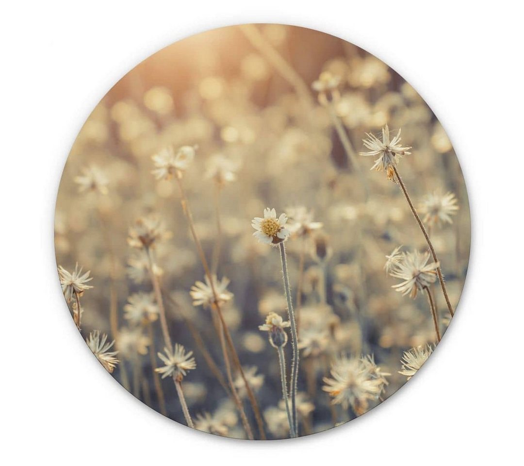 K&L Wall Art Gemälde Metallposter Wohnzimmer Gänseblümchen Daisy Natur Fotografie, Metalloptik Wandbild Ø 45cm von K&L Wall Art