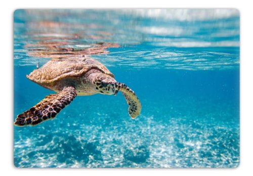 K&L Wall Art Scuba Glasbild Badezimmer Schildkröte Wandbilder Gäste-WC Wellness Deko 60x40cm Ozean GA17411 von K&L Wall Art