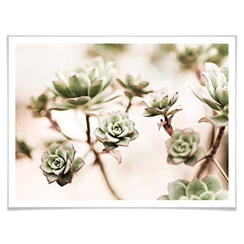 Poster Kleine Sukkulenten Wandbild Pflanze Natur grün Blätter Rosette Strauch Kakteen Zimmerpflanze Röschen ohne Zubehör 80x60cm von K&L Wall Art