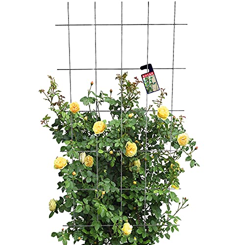 KADAX Rankgitter, Gitterspalier für Garten, Pflanzen, Balkon, Terrasse, Metall Spalier, Rankhilfe, Klettergitter aus Stahl, Kletterhilfe, Rosenspalier, Pflanzengitter (75 x 150 cm) von KADAX