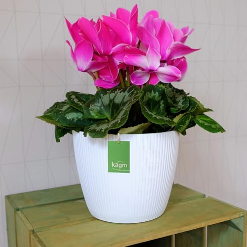 KAGM Blumentopf Übertopf Ø 10cm Weiß Pflanztopf Blumenkübel TOP Neuheit! KAGM Blumentopf Übertopf Ø 10cm Weiß Pflanztopf Blumenkübel TOP Neuheit! von KAGM