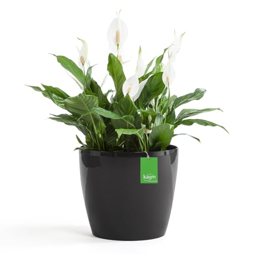 KAGM Übertopf Pflanztopf Blumentopf in Hochglanz aus Kunststoff Schwarz Ø 18 cm ohne Untersetzer KAGM Übertopf Pflanztopf Blumentopf in Hochglanz aus Kunststoff Schwarz Ø 18 cm ohne Untersetzer von KAGM