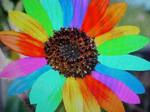 KALASH New Fresh 30 Stück Regenbogen-Sonnenblumen-Blumensamen von KALASH