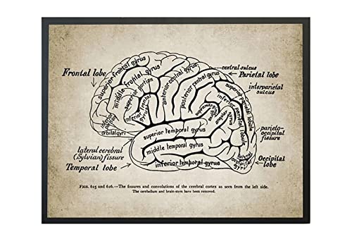 Nordic Print Menschliches Gehirn Anatomie Illustration Vintage Poster Kunst Leinwand Malerei Arzt Büro Wandkunstwerk Dekor Medizin(40x60cm Mit rahmen) von KAPOHU