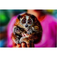 Bild Glas Slow Loris 80x120 von KARE DESIGN