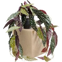 Deko Pflanze Begonia 45cm von KARE DESIGN