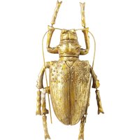 Wandschmuck Longicorn Beetle Gold von KARE DESIGN