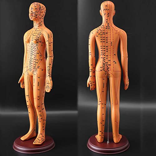 KDJFS Akupunktur Modell Mensch 50 cm Weich PVC Akupunktur Puppen mit Deutlich Meridiane TCM-Punkte Akupunkturmodelle zur Medizinische Schulungsmaterialien KDJFS Akupunktur Modell Mensch 50 cm Weich PVC Akupunktur Puppen mit Deutlich Meridiane TCM-Punkte Akupunkturmodelle zur Medizinische Schulungsmaterialien von KDJFS