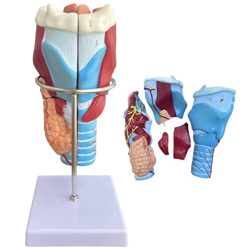 KDJFS Kehlkop Anatomie Modell 2-Fache Vergrößerung Anatomisches Modell Kehlkopf mit 5 Abnehmbare Teile und 34 Anatomische Positionsnummernetiketten und Englisches Handbuch zur Anatomischen Position KDJFS Kehlkop Anatomie Modell 2-Fache Vergrößerung Anatomisches Modell Kehlkopf mit 5 Abnehmbare Teile und 34 Anatomische Positionsnummernetiketten und Englisches Handbuch zur Anatomischen Position von KDJFS