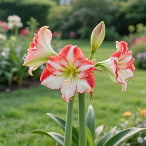 Amaryllis wurzeln/Kälte- und dürreresistent/Schnellwachsend/Natürliches Wachstum -1 Rhizome-H Amaryllis wurzeln/Kälte- und dürreresistent/Schnellwachsend/Natürliches Wachstum -1 Rhizome-H von KEDROKJB