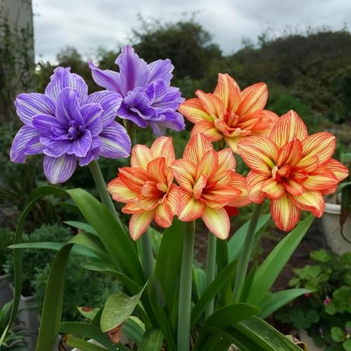 Amaryllis wurzeln/Kälte- und dürreresistent/Schnellwachsend/Natürliches Wachstum -4 Rhizome-A Amaryllis wurzeln/Kälte- und dürreresistent/Schnellwachsend/Natürliches Wachstum -4 Rhizome-A von KEDROKJB