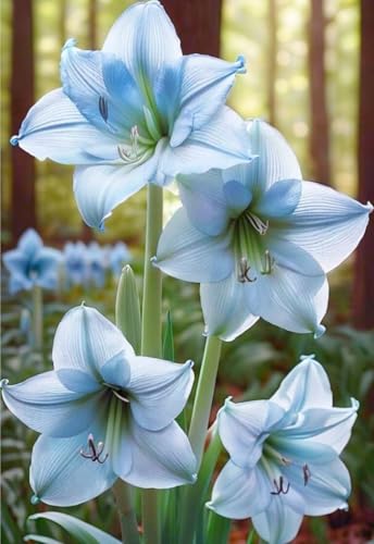 Amaryllis wurzeln/Natürliches Wachstum/Kälte- und dürreresistent/Schnellwachsend-1 Rhizome-E von KEDROKJB