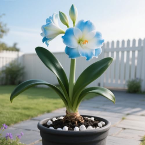 Amaryllis wurzeln/Natürliches Wachstum/Kälte- und dürreresistent/Schnellwachsend-1 Rhizome-F Amaryllis wurzeln/Natürliches Wachstum/Kälte- und dürreresistent/Schnellwachsend-1 Rhizome-F von KEDROKJB