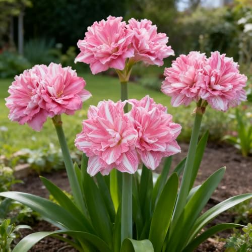 Amaryllis wurzeln/Schnellwachsend/Natürliches Wachstum/Kälte- und dürreresistent -1 Rhizome-G Amaryllis wurzeln/Schnellwachsend/Natürliches Wachstum/Kälte- und dürreresistent -1 Rhizome-G von KEDROKJB