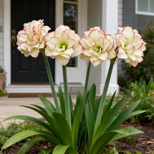 Amaryllis wurzeln/Schnellwachsend/Natürliches Wachstum/Kälte- und dürreresistent -3 Rhizome-H Amaryllis wurzeln/Schnellwachsend/Natürliches Wachstum/Kälte- und dürreresistent -3 Rhizome-H von KEDROKJB