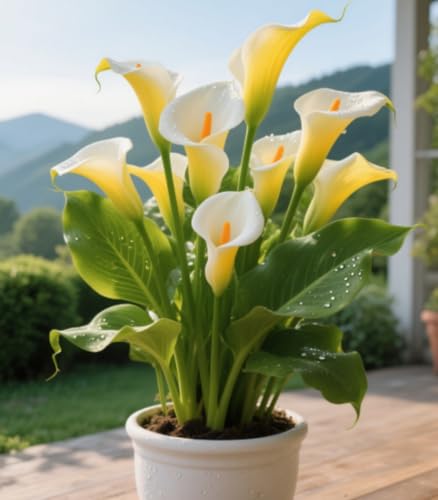 Calla-Lilie Rhizom/Kälte- und dürreresistent/Schnellwachsend/Natürliches Wachstum -2 Rhizome-B Calla-Lilie Rhizom/Kälte- und dürreresistent/Schnellwachsend/Natürliches Wachstum -2 Rhizome-B von KEDROKJB
