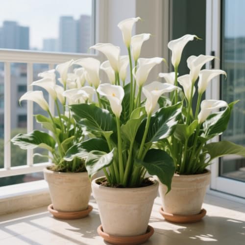 Calla-Lilie Rhizom/Kälte- und dürreresistent/Schnellwachsend/Natürliches Wachstum -4 Rhizome-D Calla-Lilie Rhizom/Kälte- und dürreresistent/Schnellwachsend/Natürliches Wachstum -4 Rhizome-D von KEDROKJB