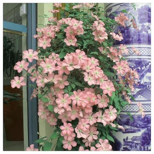 Clematis-Rhizom/Kälte- und dürreresistent/Schnellwachsend/Natürliches Wachstum -15 Rhizom-E Clematis-Rhizom/Kälte- und dürreresistent/Schnellwachsend/Natürliches Wachstum -15 Rhizom-E von KEDROKJB