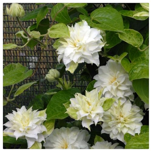Clematis-Rhizom/Schnellwachsend/Natürliches Wachstum/Kälte- und dürreresistent -4 Rhizom-D von KEDROKJB